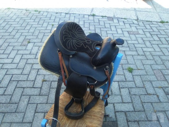 Sella americana  foto-12657