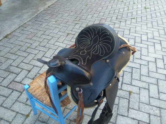 Sella americana  foto-23593