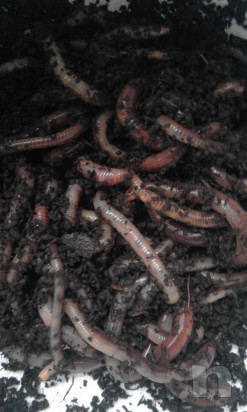 Lombrico veronese  foto-16014