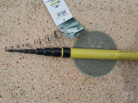  Canna Bolognese Splendida 7mt foto-38665