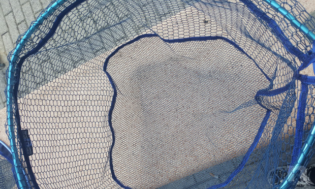 Testa di Guadino Ovale Resinata 60x50  foto-39065