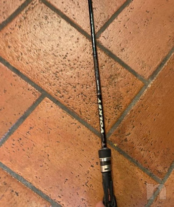 Canna volkey foto-20323