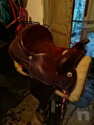 Sella americana  foto-41698