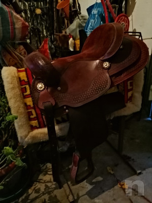 Sella americana  foto-21268