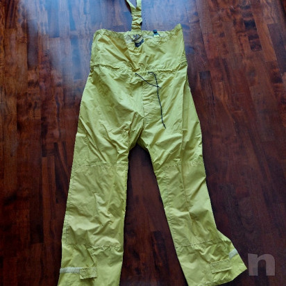 Cerata Henry Lloyd foto-52744