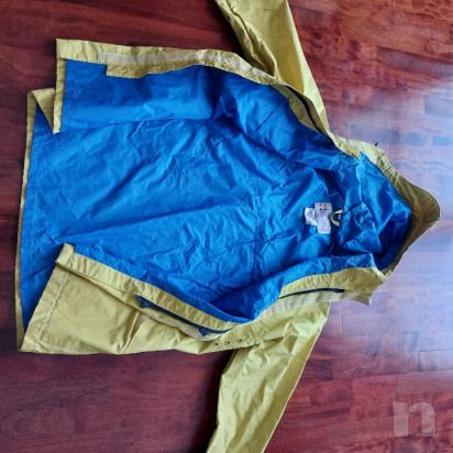 Cerata Henry Lloyd foto-52745