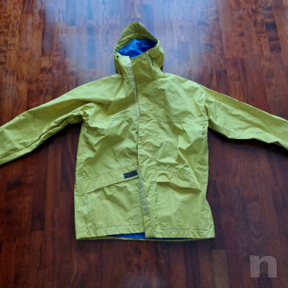 Cerata Henry Lloyd foto-26382