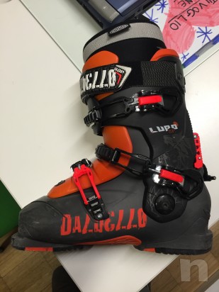 Dalbello lupo foto-4749