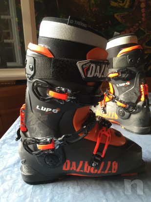 Dalbello lupo foto-2752