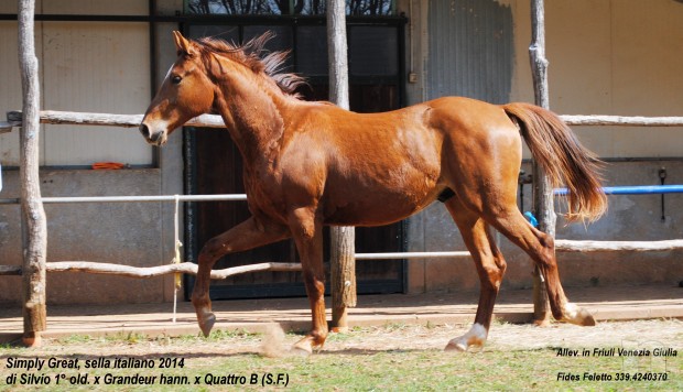 SELLA ITALIANO, PULEDRO DI SILVIO 1°(oldenburg) x Grandeur (hann.) x QUATTRO B (S.F.) da Almè Z. foto-7037