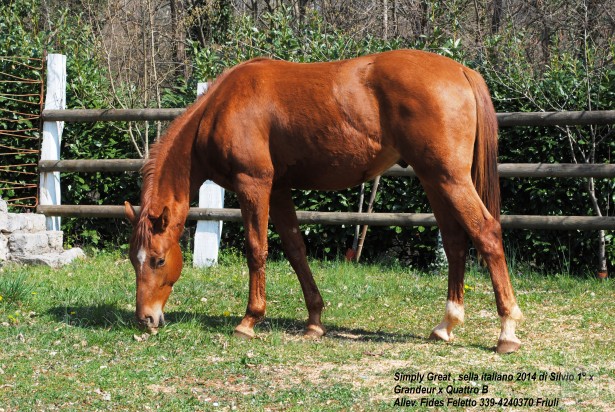 SELLA ITALIANO, PULEDRO DI SILVIO 1°(oldenburg) x Grandeur (hann.) x QUATTRO B (S.F.) da Almè Z. foto-7038