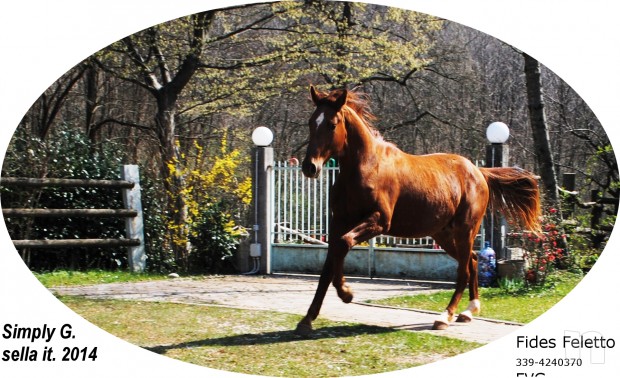 SELLA ITALIANO, PULEDRO DI SILVIO 1°(oldenburg) x Grandeur (hann.) x QUATTRO B (S.F.) da Almè Z. foto-3983