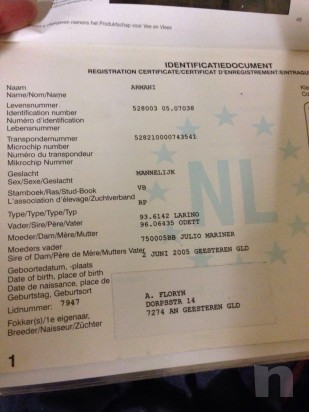 CAVALLO castrone 11 anni x passare da brevetto a 1°, salta fino 130 facile sano foto-7923