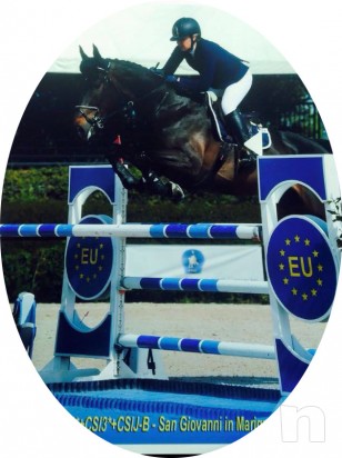 CAVALLO castrone 11 anni x passare da brevetto a 1°, salta fino 130 facile sano foto-4460