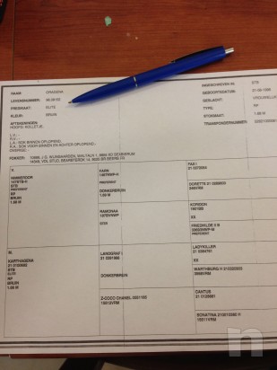 Puledro BENNY Z 3 anni zanghersheide e APA x salto/dressage foto-7926