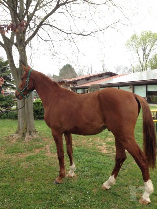 Puledro BENNY Z 3 anni zanghersheide e APA x salto/dressage foto-4461