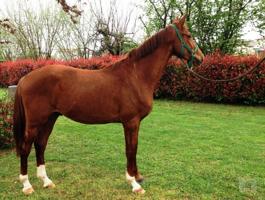 Puledro BENNY Z 3 anni zanghersheide e APA x salto/dressage foto-7924