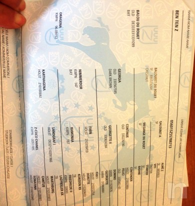 Puledro BENNY Z 3 anni zanghersheide e APA x salto/dressage foto-7925