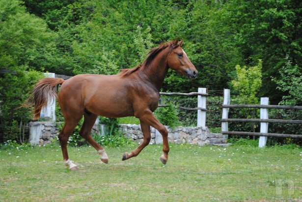 Sella italiano, puledro del 2014 sauro sano foto-8213