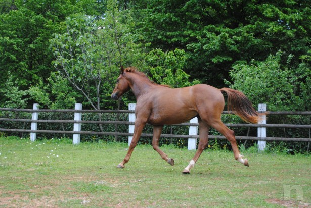 Sella italiano, puledro del 2014 sauro sano foto-8212