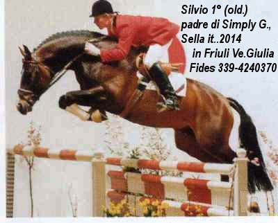 puledro italiano, una rarità di bellezza e comportamento super bravo foto-8218