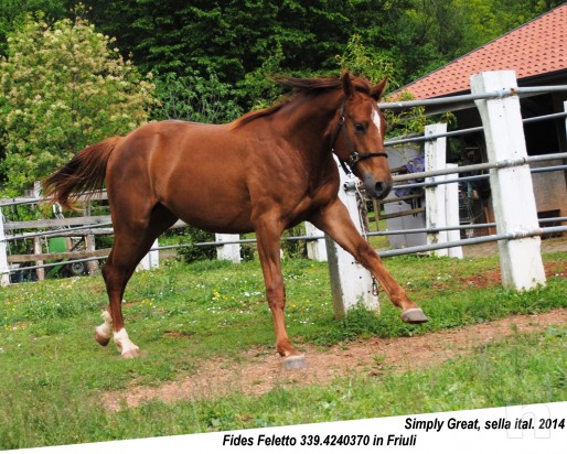 puledro italiano, una rarità di bellezza e comportamento super bravo foto-8217