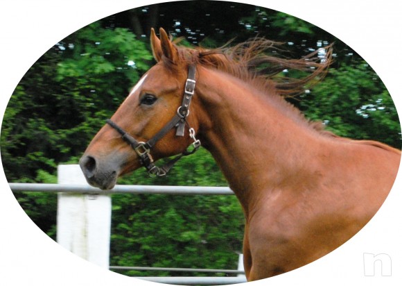 puledro italiano, una rarità di bellezza e comportamento super bravo foto-4616