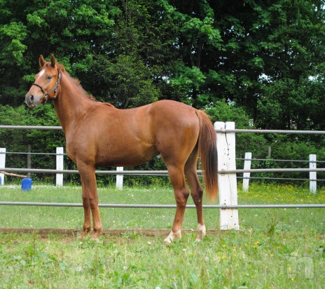 puledro italiano, una rarità di bellezza e comportamento super bravo foto-8215