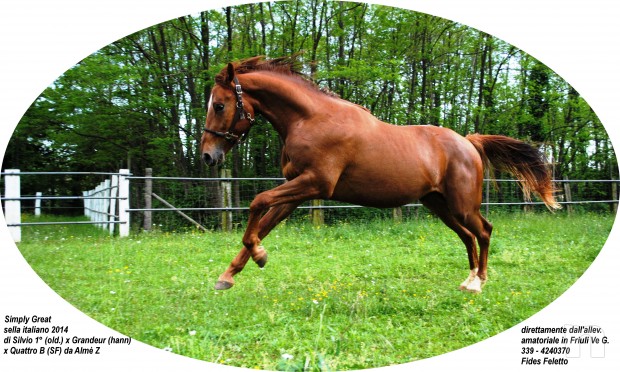 cavallo, puledro di massima caratura genetica da destinarsi al salto/dressage/completo foto-8661