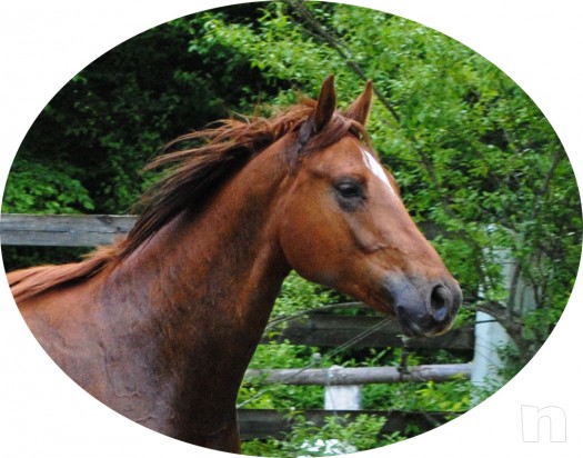 cavallo, puledro di massima caratura genetica da destinarsi al salto/dressage/completo foto-4859