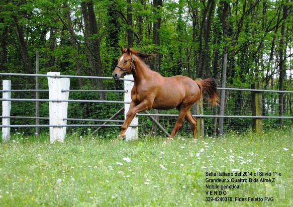 cavallo, puledro di massima caratura genetica da destinarsi al salto/dressage/completo foto-8662