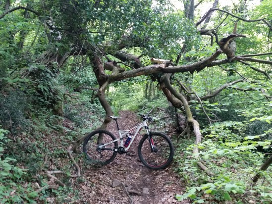 Specialized Camber 29" full suspension  foto-7854