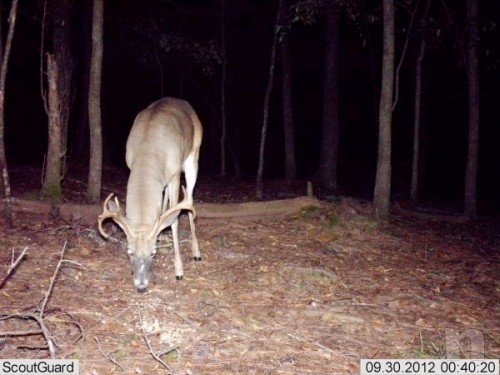 Fototrappola Mimetica a colori anche di notte foto-15024