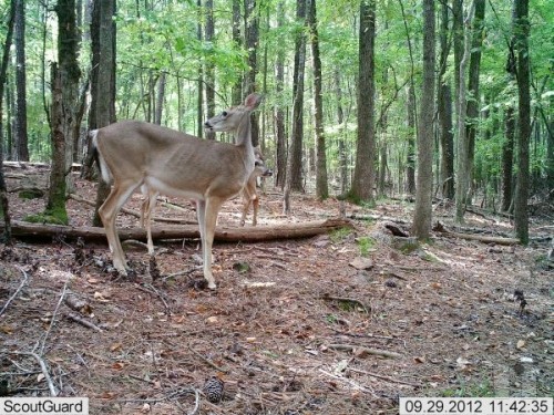 Fototrappola Mimetica a colori anche di notte foto-15025