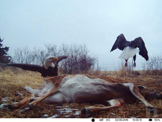 Fototrappola Mimetica Trail Camera 3G HD 1080p foto-15032