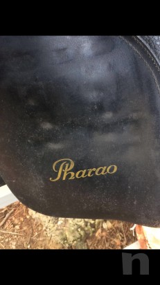 Sella Kieffer pharao  foto-15674