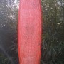 Tavola surf Kipu proto-WaLy 7'11"